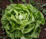 Lettuce is an easy crop to grow and so tasty.