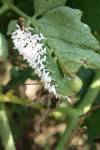 Trichogramma wasp eggs on hornworm