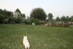 ArtyPlantz changed landscaping for me.