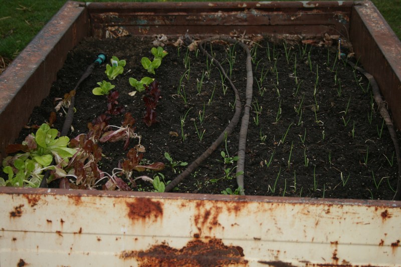 Lettuce, spinach and onions growing in raised truck bed.