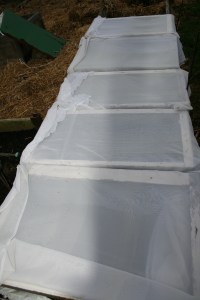 Window frames and sheers protect baby plants