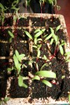 Baby beets grown indoors from seed.