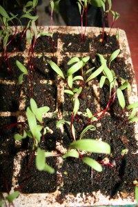 Baby beets grown indoors from seed.