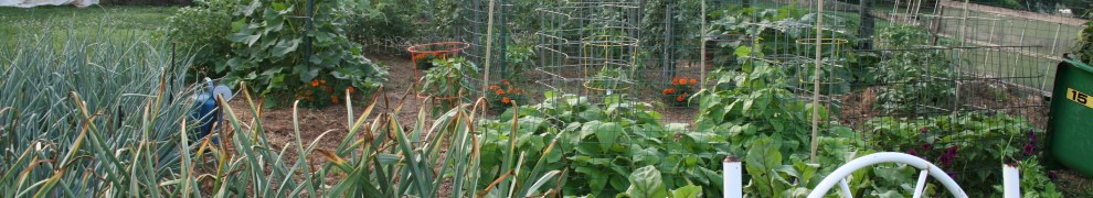 Organic onions are easy to grow.