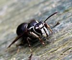 Bald-faced hornet