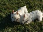 Westie pups in the back yard.