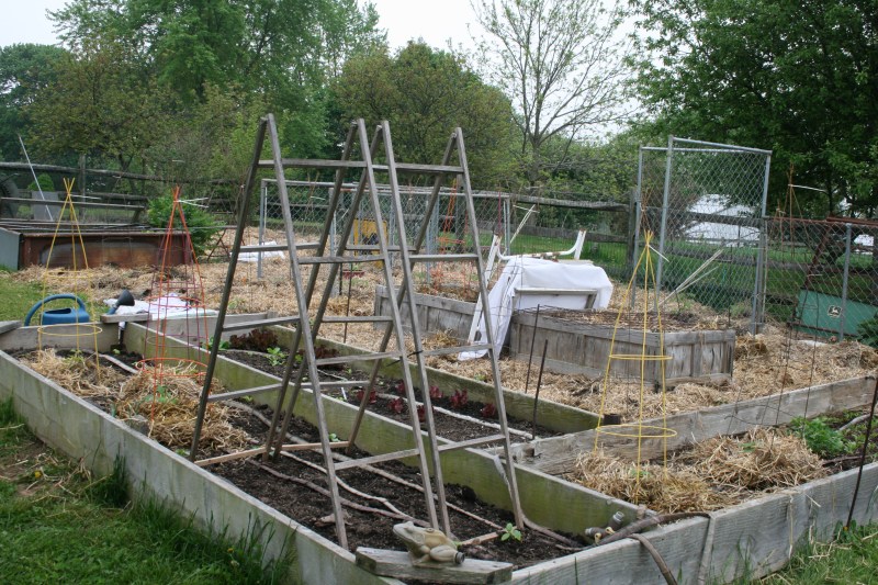 Raised beds keep my back happier.