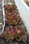 Organic red leaf lettuce