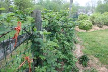 Thornless blackberries 