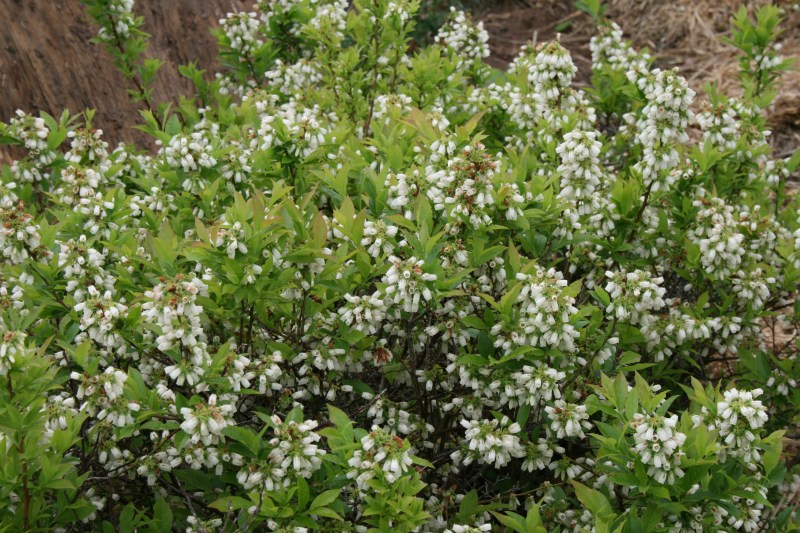 Blueberry bushes laden with flowers.