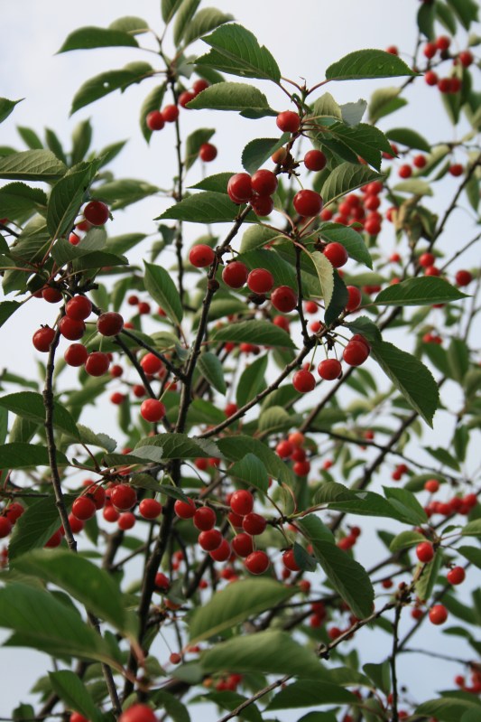 Sour cherries ripe and ready to be picked.