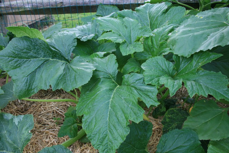 Healthy yellow squash plant.