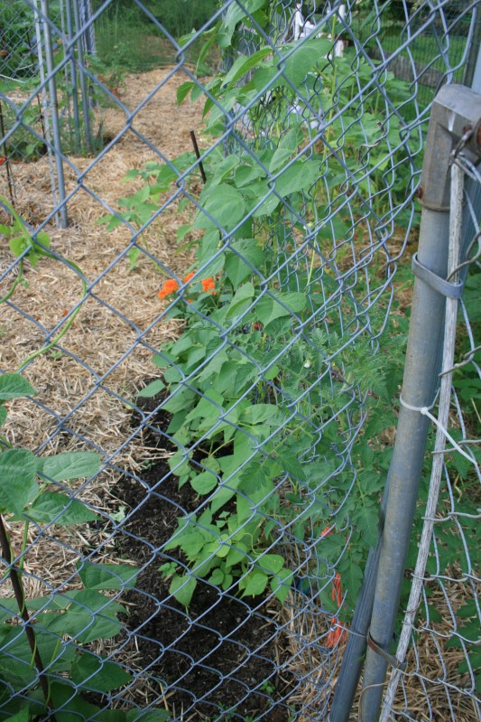 Pole beans climbing up the fence.