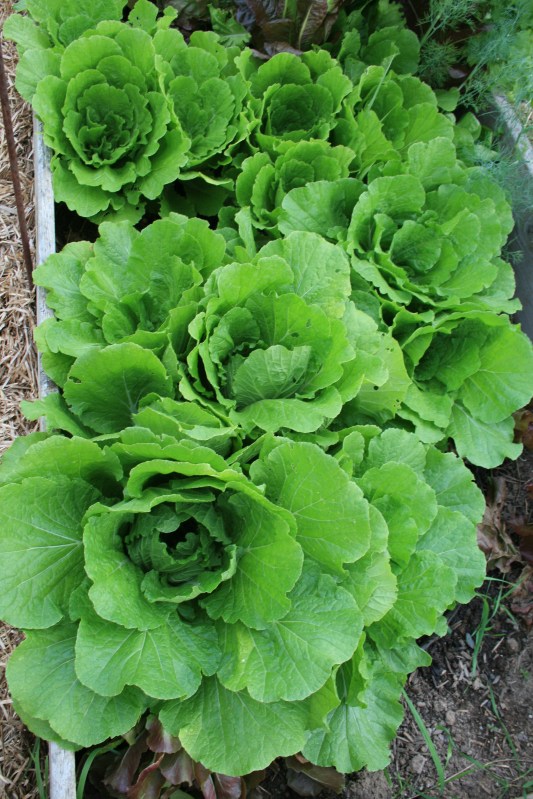 Organic gardening is so easy the lettuce practically grows itself.
