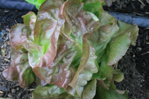 Red Butterhead lettuce ready for harvest.