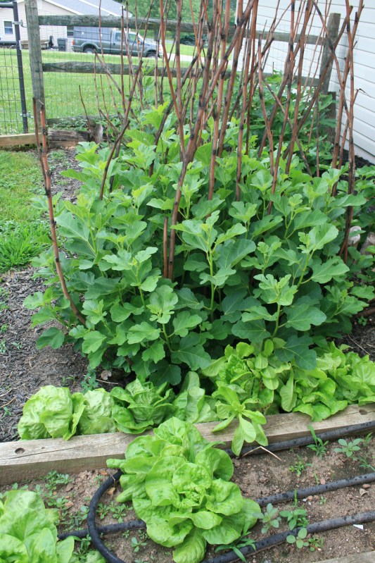 Eggplant in tomato cages