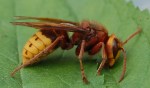 European hornet in garden.