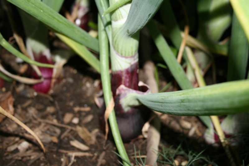 Growing onions is easy.