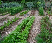 Lee Reich's farmden is organized and weed free.