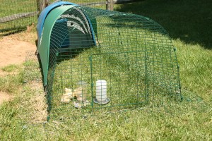 Eglu with baby chicks