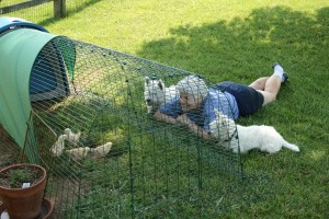 Watching my backyard chicks