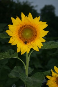 Bee on sunflower.