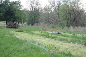 Grassy meadow in my backyard.