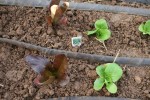 Transplant lettuce in March.