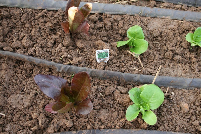 Transplant lettuce in March.