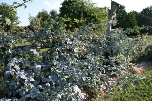 Surround stops Japanese Beetles.