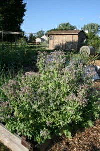 Borage without Surround equals Japanese Beetles.
