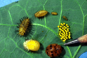Mexican bean beetle life cycle