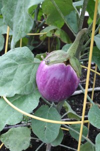 Bianca Rosa eggplant