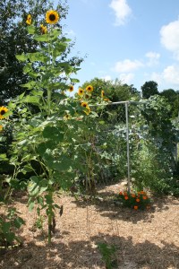 Sunflowers grace my garden
