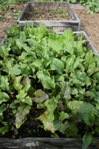 Beets ready for transplant