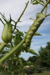 Tomato horn worm eating tomatoes.