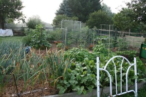 Cucumber trellis from a head board.