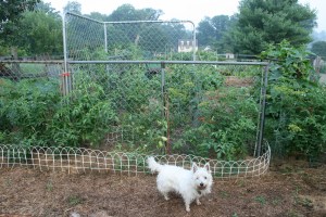 Free fence sections grow great veggies
