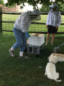 bees, beekeeping, organic gardening benefits