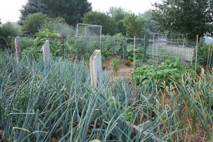 Onions growing in July