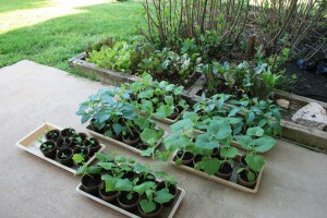 Hardening off seedlings