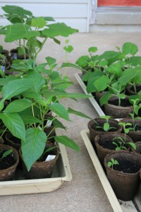Pepper seedlings ready for transplant