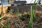 Garlic growing through straw