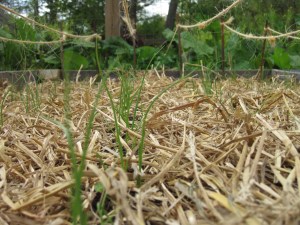 Garlic growing in the spring