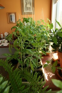 Tomatoes too big for pots