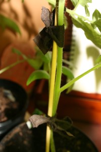 Socks as tomato ties