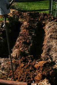 Asparagus crowns need trenches