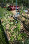 Tomato plants hanging on to their trellis