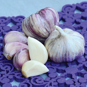 Territorial Seed has garlic