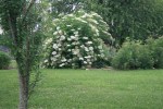 Elderberries flourishing in the meadow.